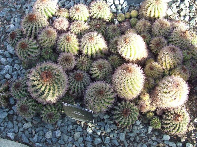 Parodia comarapana 