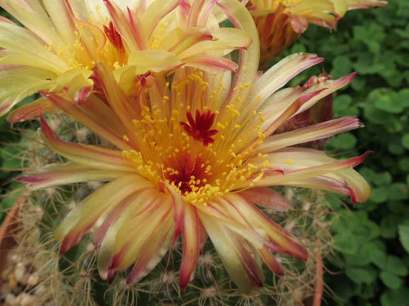 Parodia concinna v. apricus 