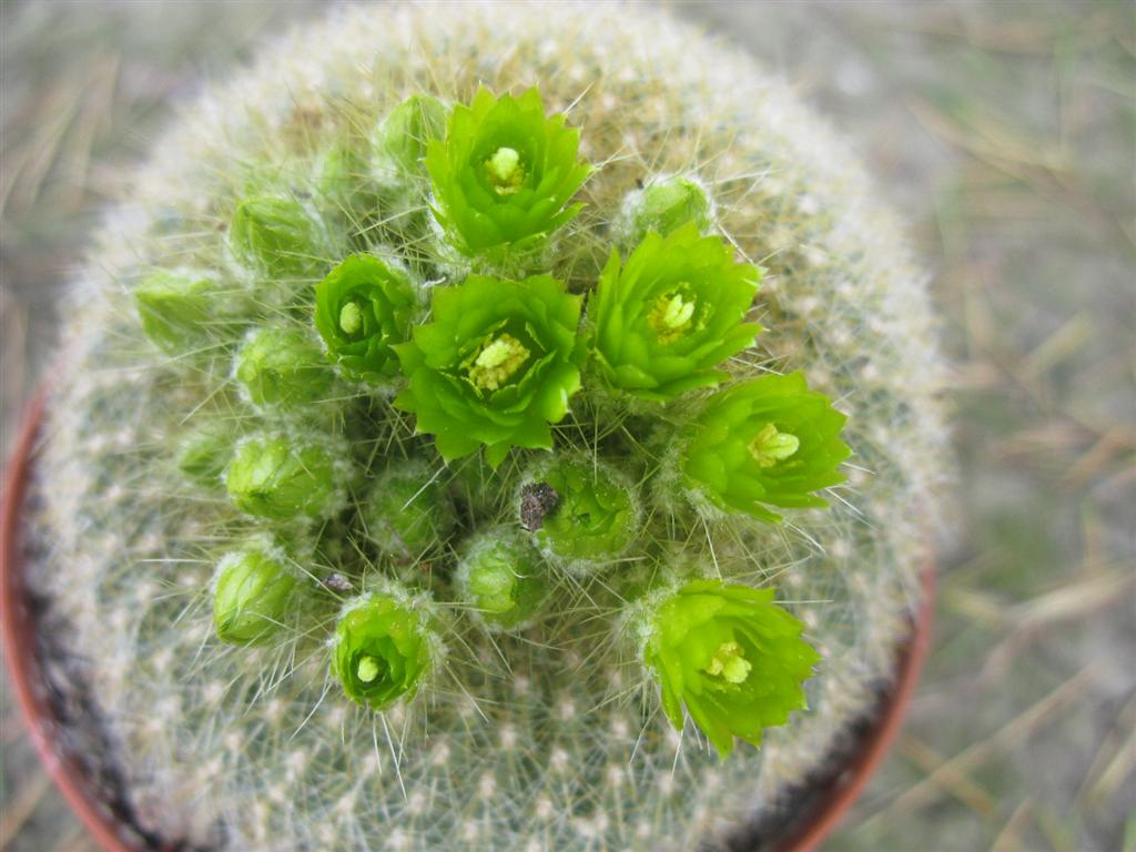 Parodia graessneri 