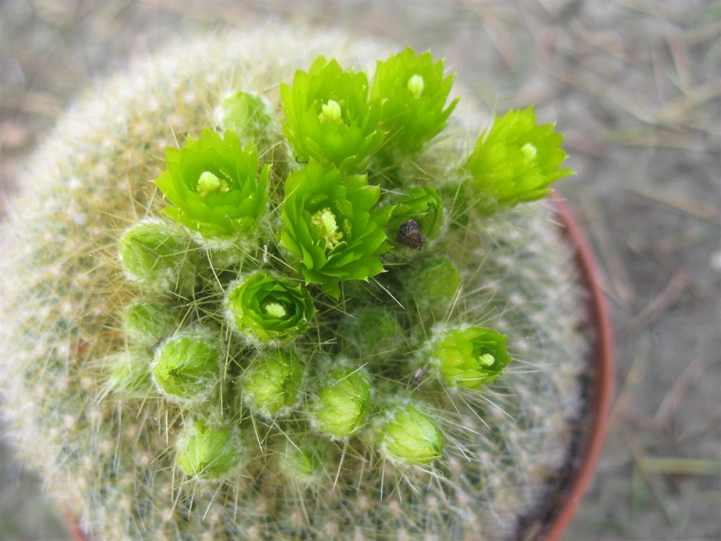 Parodia graessneri 