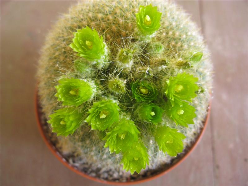 Parodia graessneri 