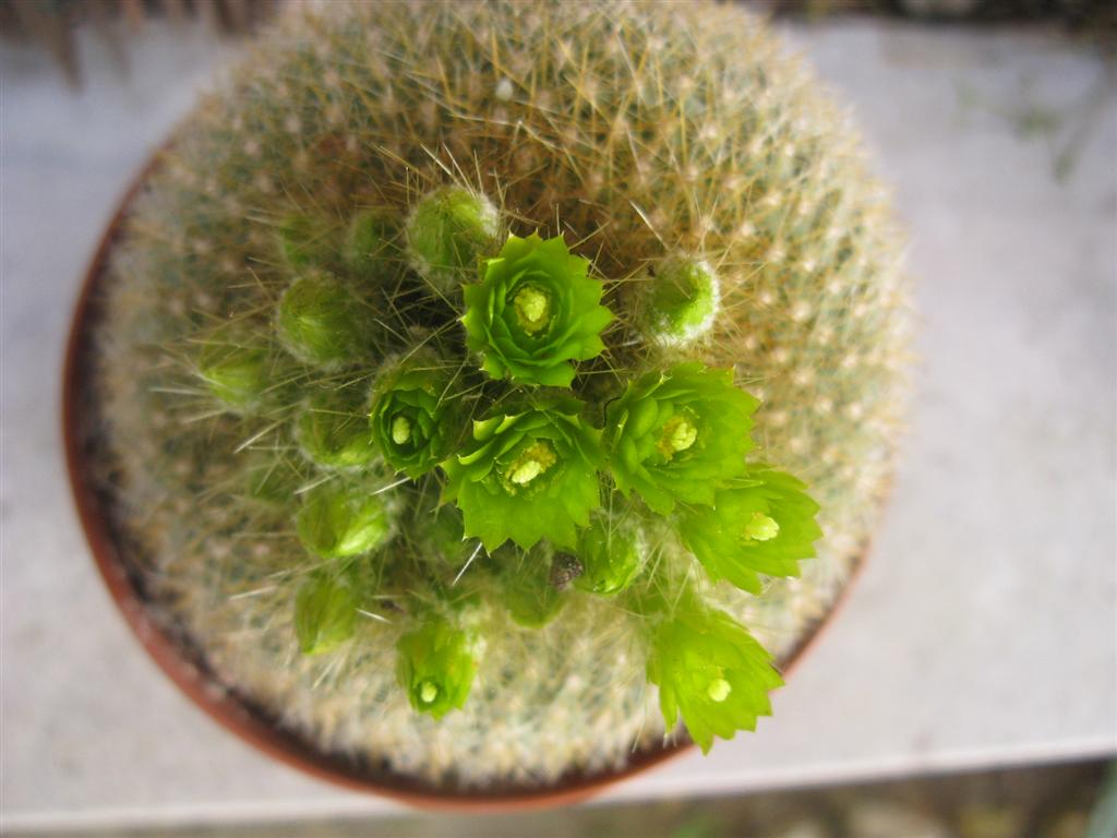 Parodia graessneri 