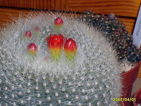 Parodia haselbergii 