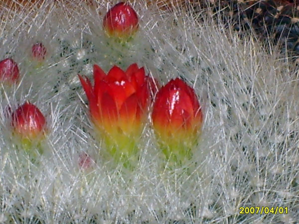 Parodia haselbergii 