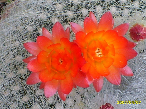 Parodia haselbergii 