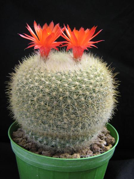 Parodia haselbergii 