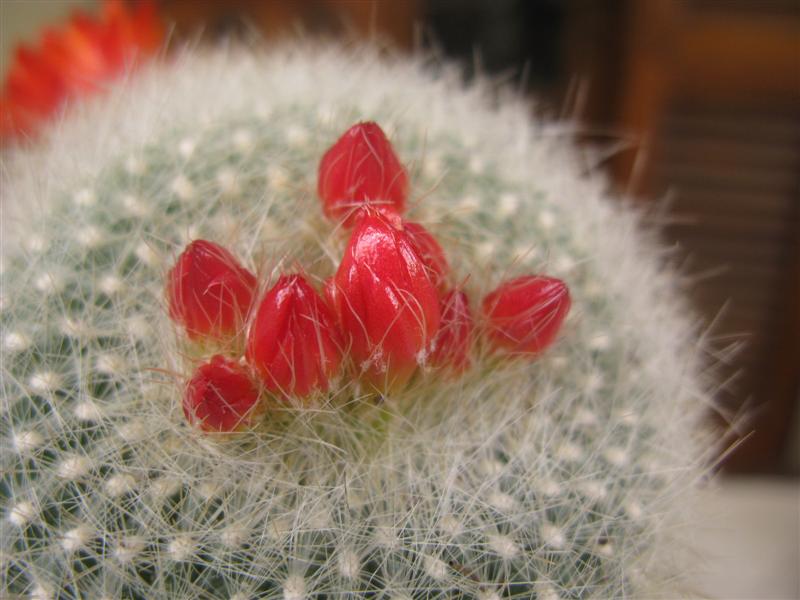 Parodia haselbergii 