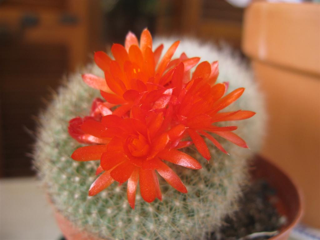 Parodia haselbergii 