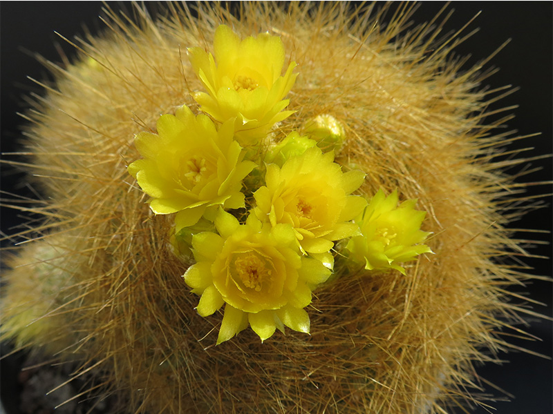 Parodia haselbergii ssp. graessneri 