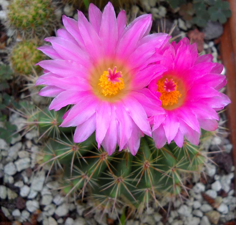 Parodia herteri 