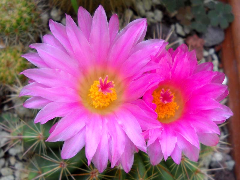 Parodia herteri 