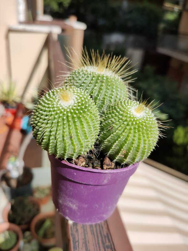 Parodia leinghausii cv. nudum 