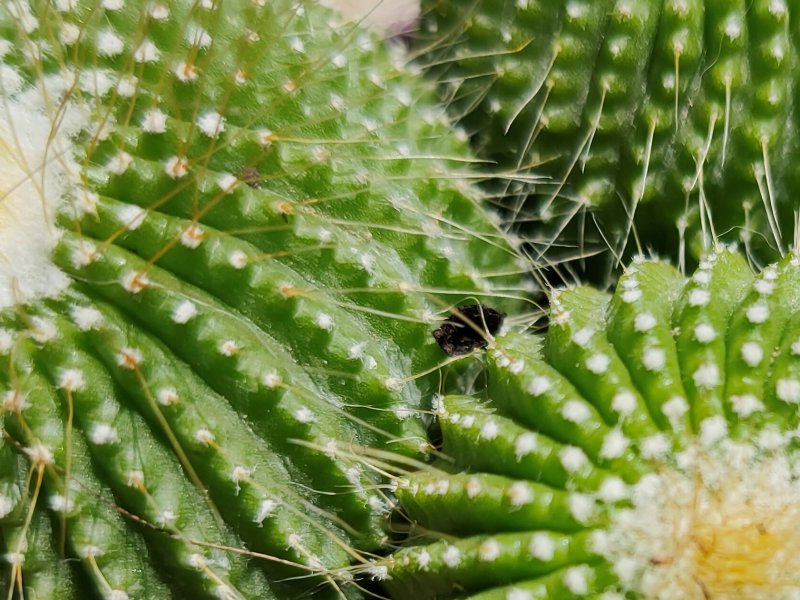 Parodia leinghausii cv. nudum 