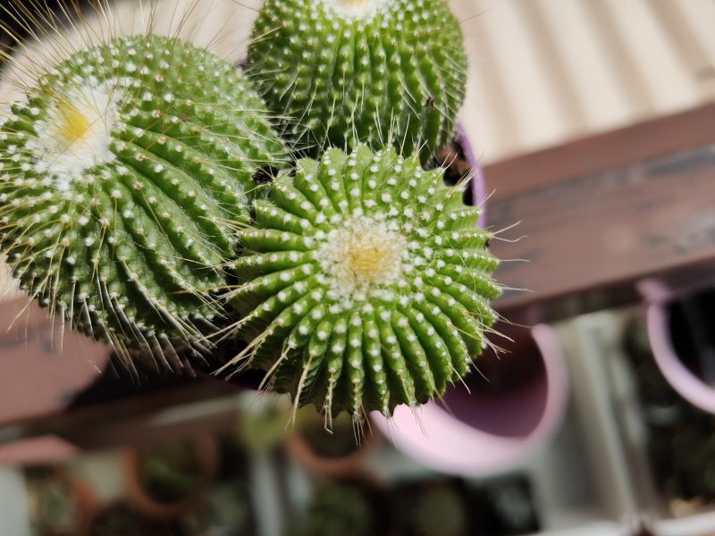 Parodia leinghausii cv. nudum 