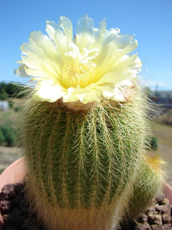 Parodia leninghausii 