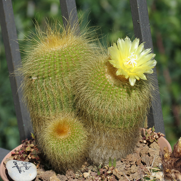 Parodia leninghausii 