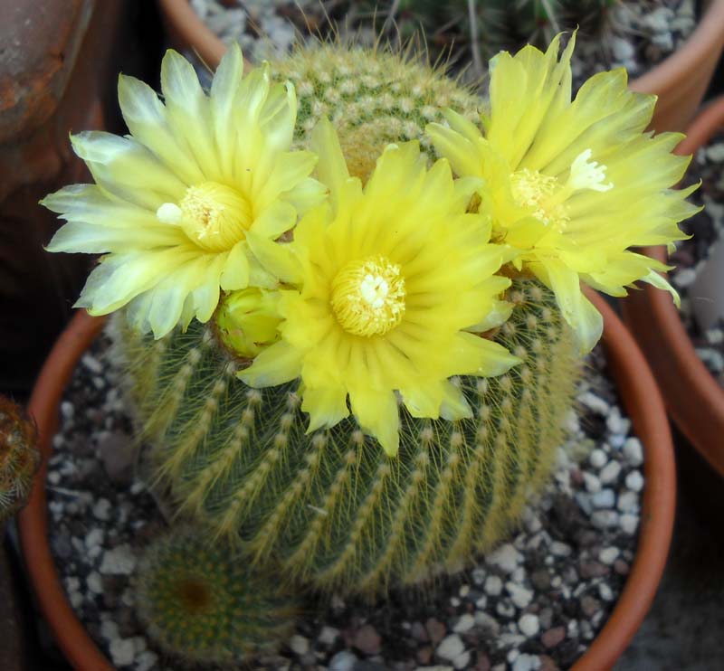 Parodia leninghausii 