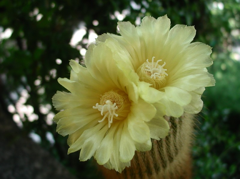 Parodia leninghausii 