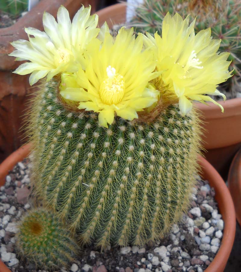 Parodia leninghausii 