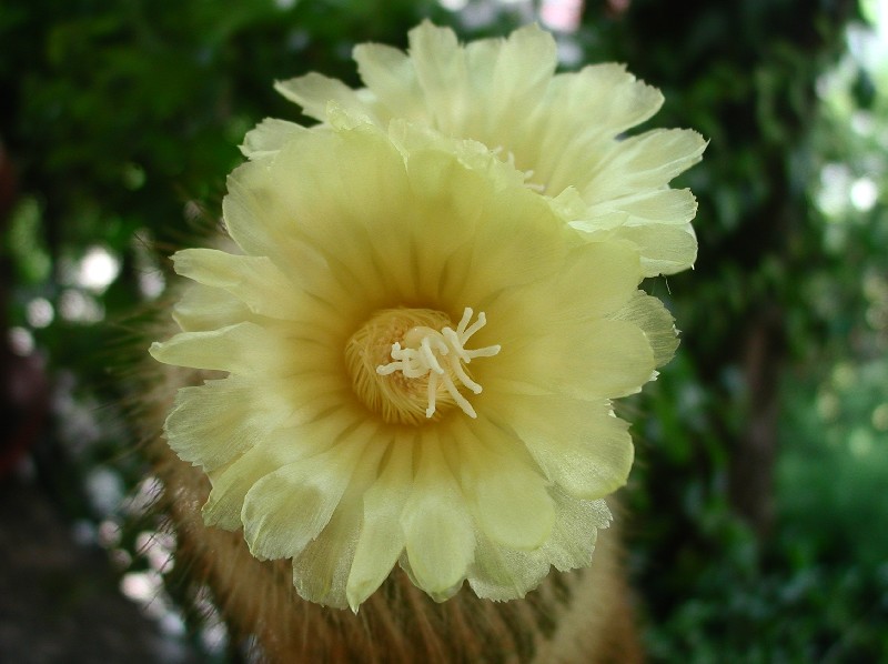 Parodia leninghausii 