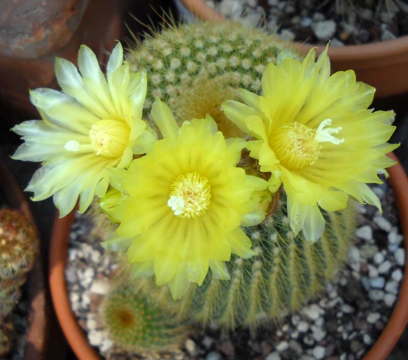 Parodia leninghausii 