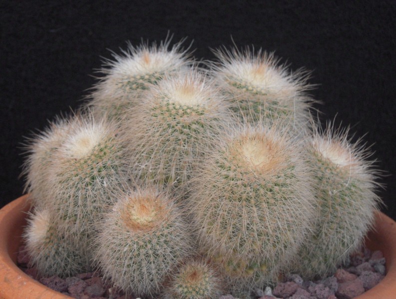 parodia leninghausii cv. albispina