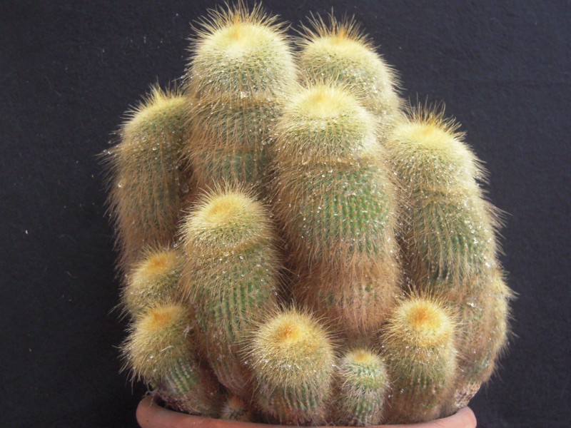 Parodia leninghausii 