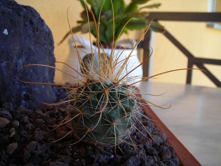 Parodia maassii 