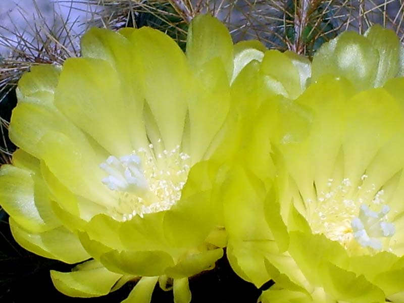 Parodia magnifica 