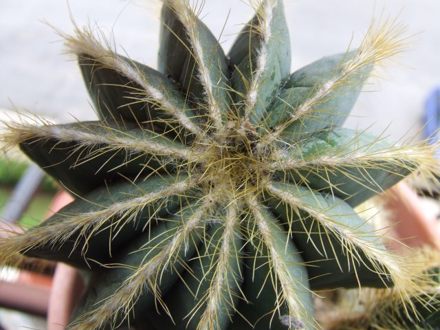 Parodia magnifica 