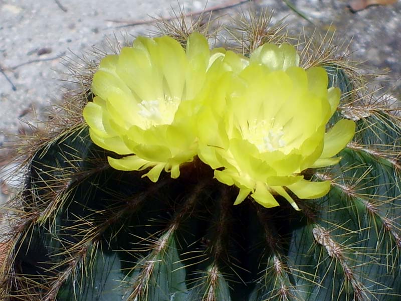 Parodia magnifica 