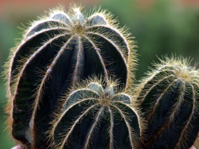 Parodia magnifica 