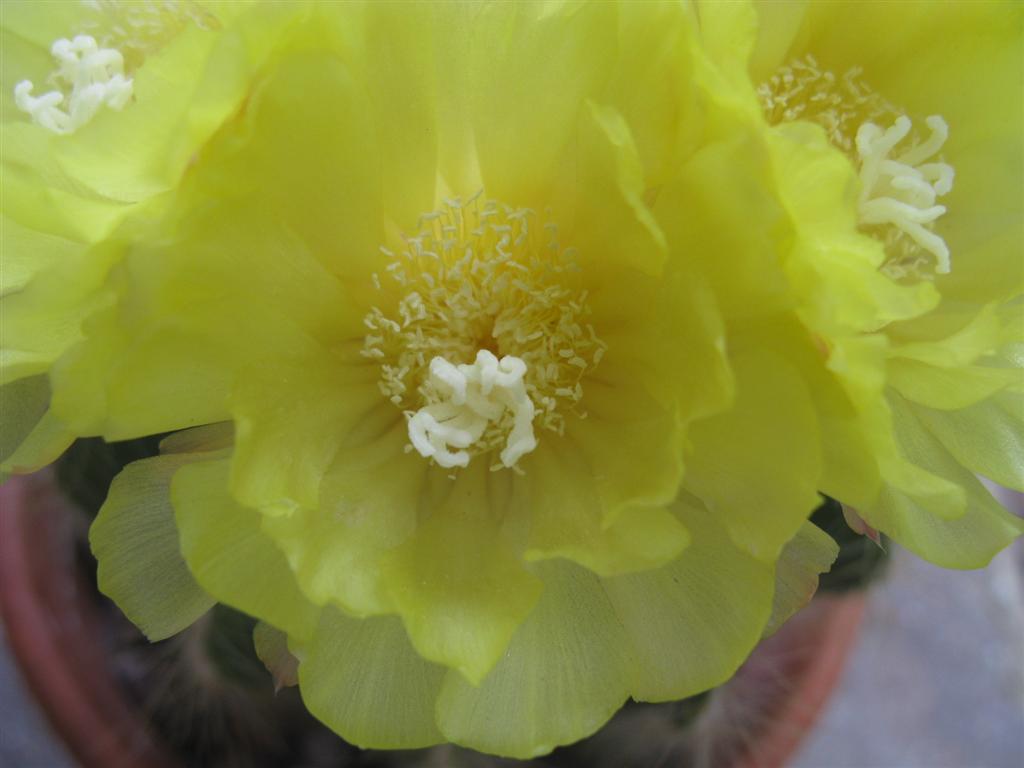 Parodia magnifica 