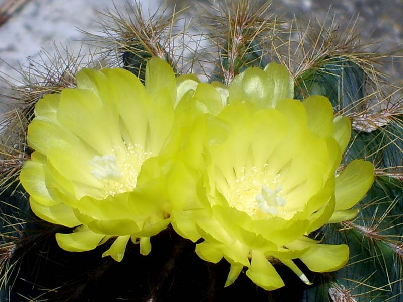 Parodia magnifica 