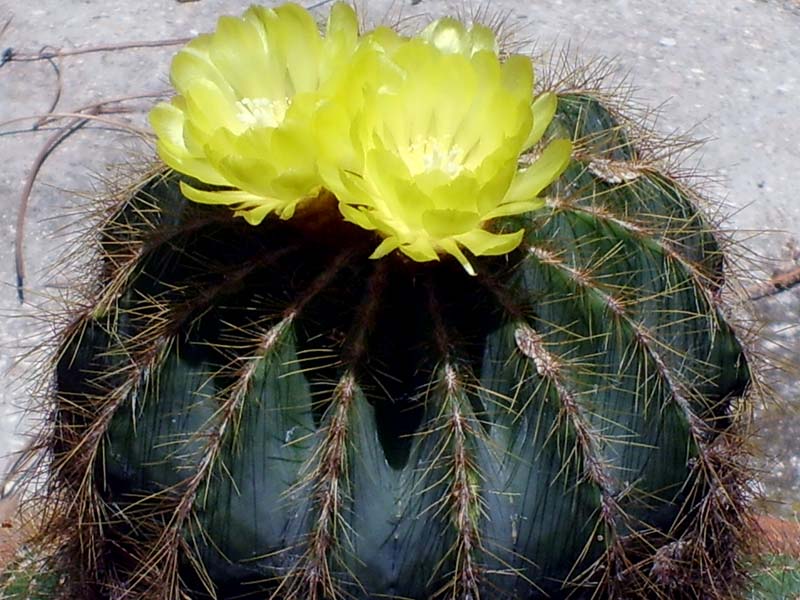 Parodia magnifica 