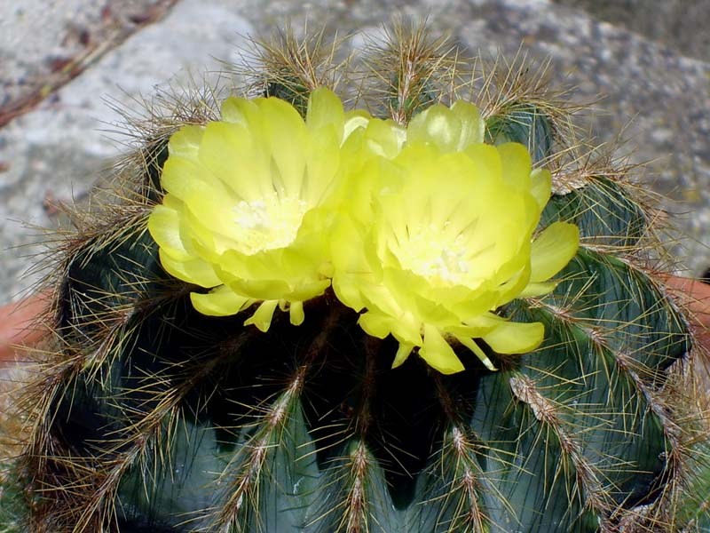 Parodia magnifica 