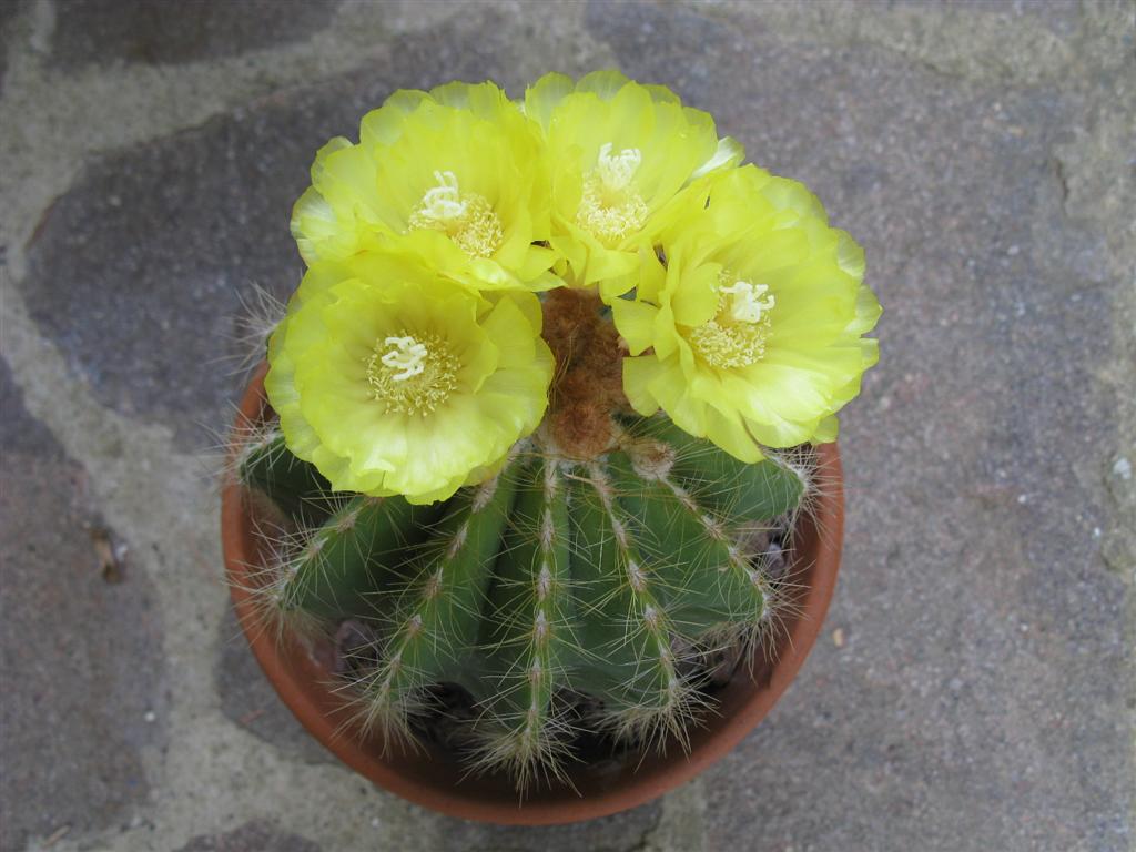 Parodia magnifica 