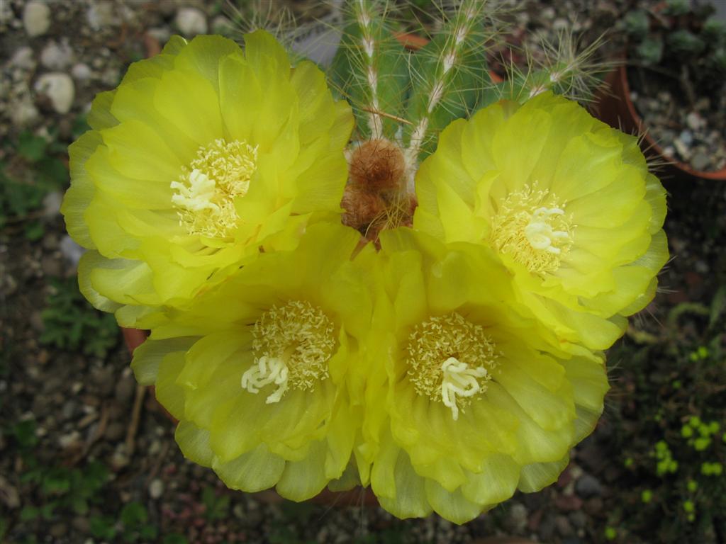 Parodia magnifica 