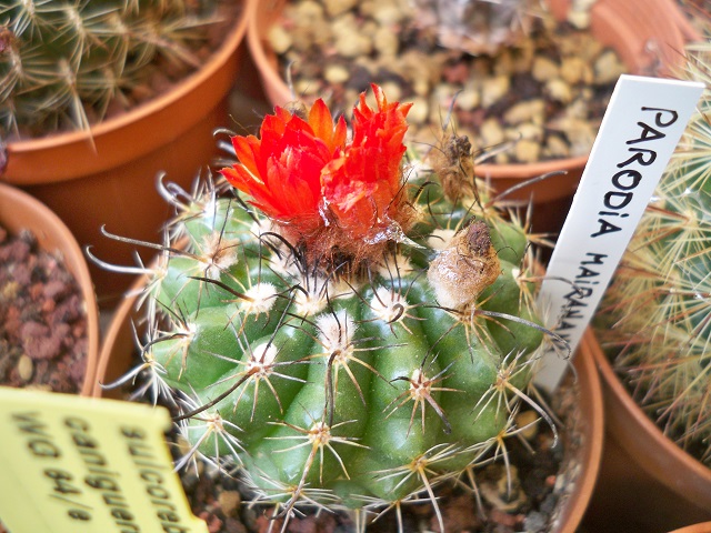 Parodia mairanana 