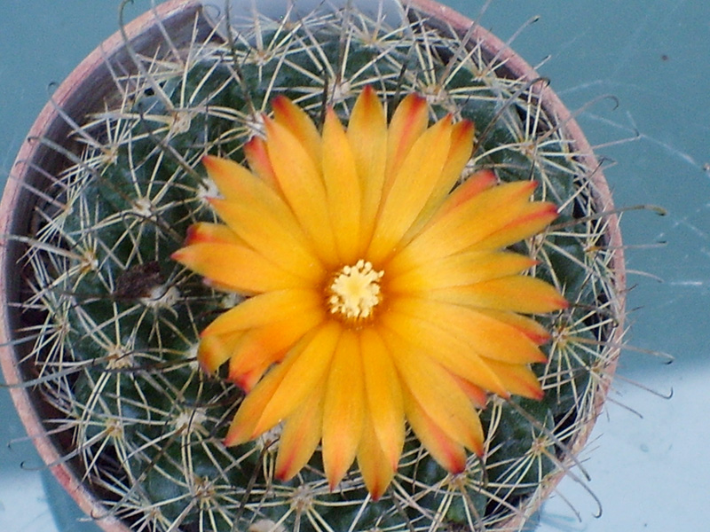 Parodia mairanana 