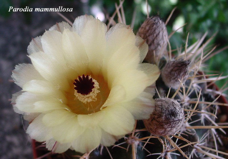 Parodia mammulosa 