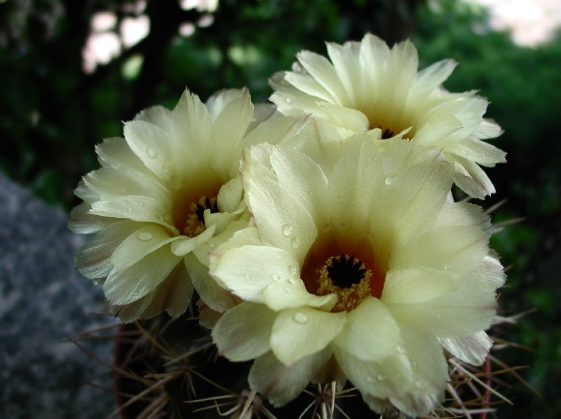 Parodia mammulosa 