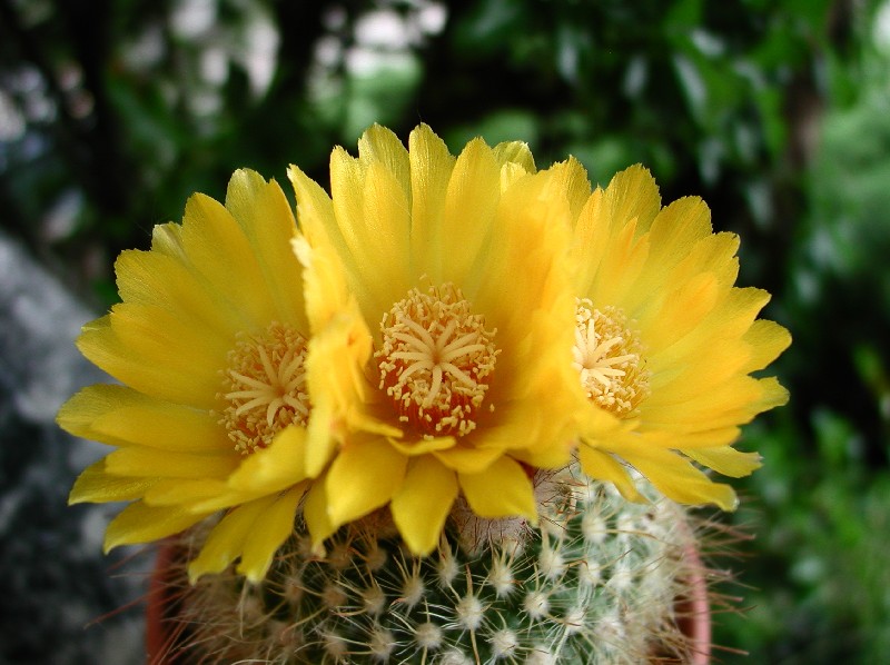 Parodia microsperma 