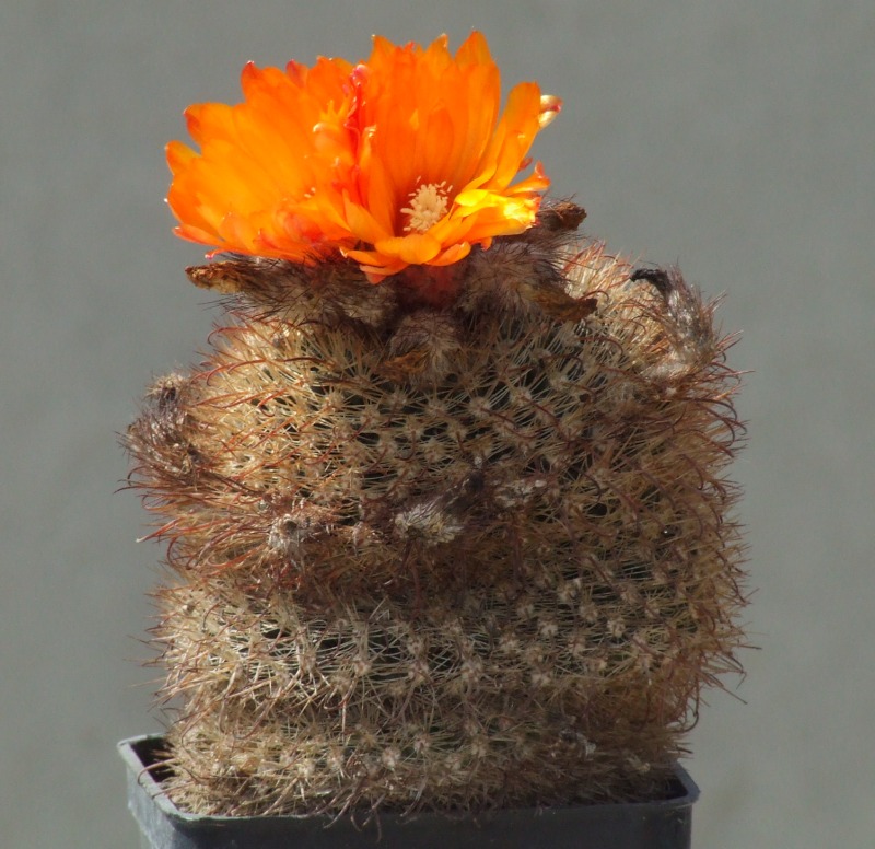 Parodia microsperma 