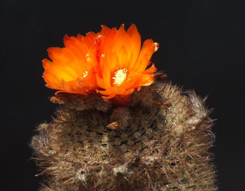 Parodia microsperma 