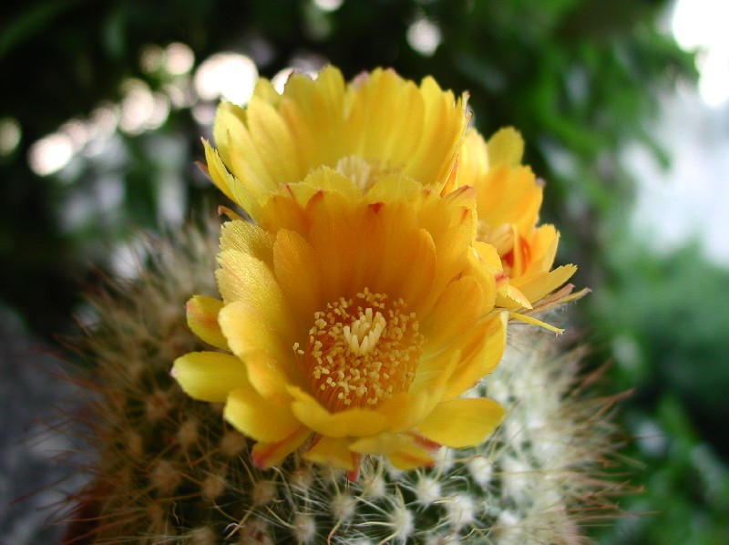 Parodia microsperma 