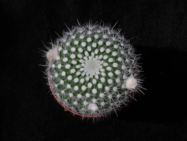 Notocactus scopa 