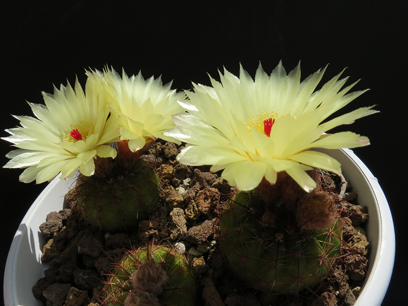 Parodia ottonis 