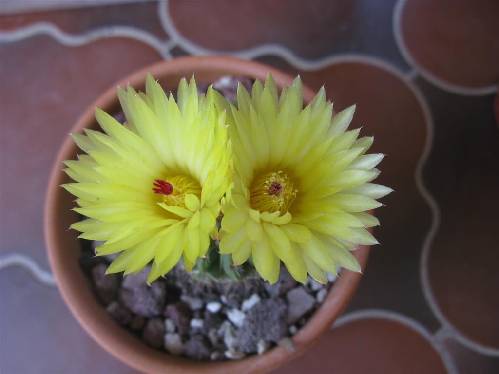 Parodia ottonis 