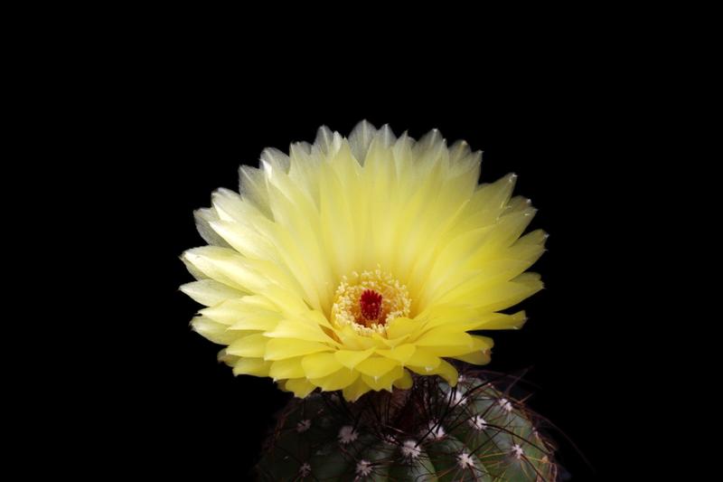 Parodia ottonis 